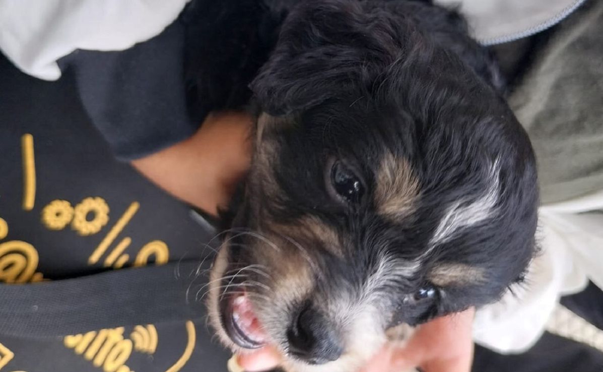 Rescatan cachorros en condiciones de maltrato que eran vendidos ilegalmente en Pompeya