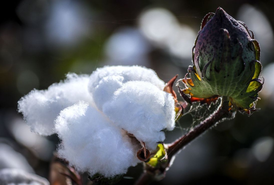 Brasil podría destronar a EE.UU como el mayor exportador del algodón