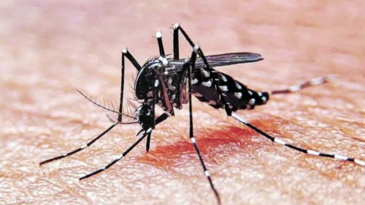 Habilitan hacer consultas virtuales sobre dengue en la provincia de Buenos Aires