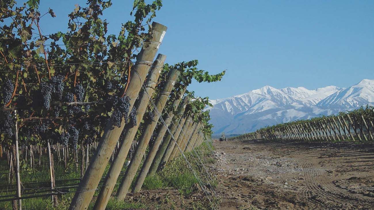 La importación de alimentos preocupa a productores locales, que ya van a pérdida