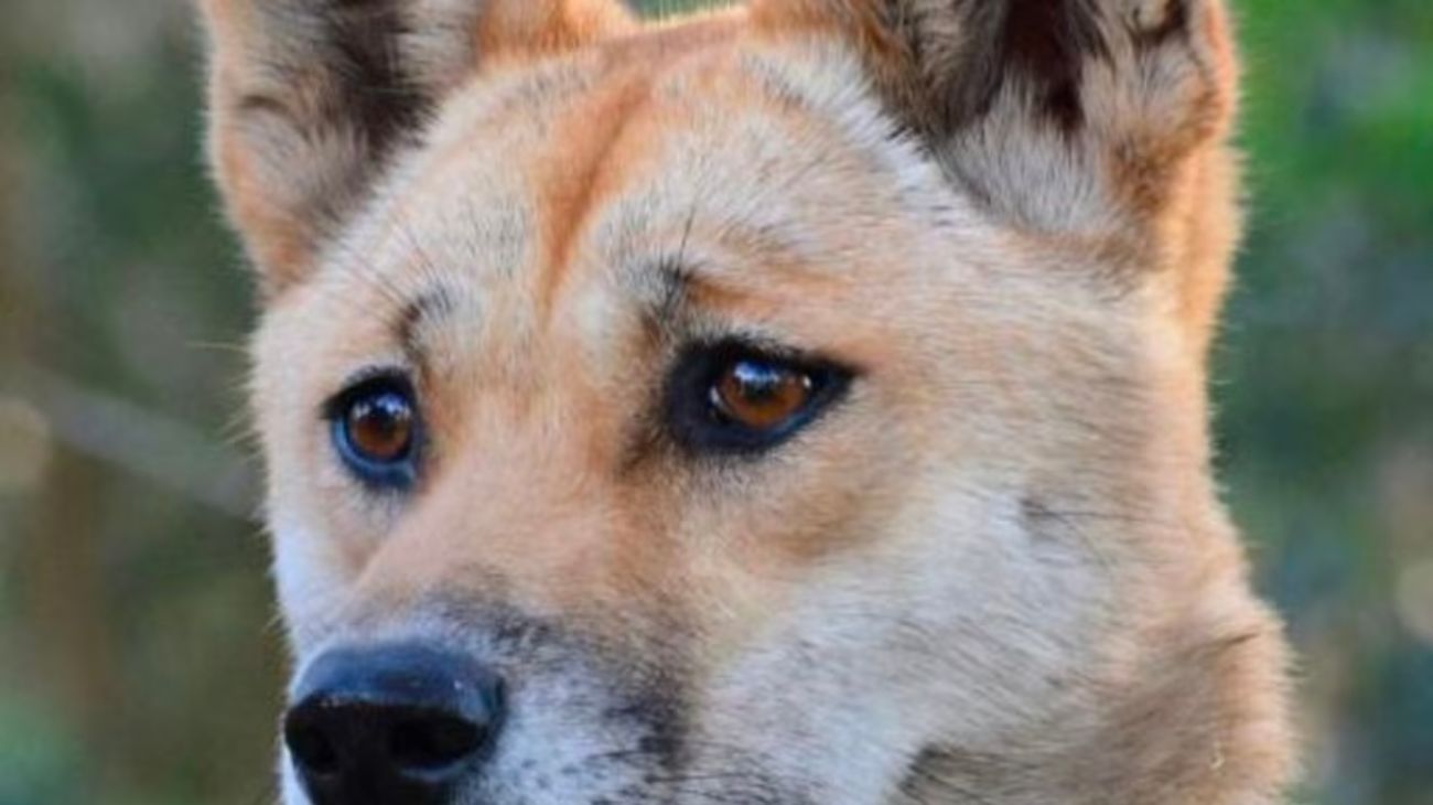 Los temibles dingos: cómo son los ataques de los perros lobo australianos