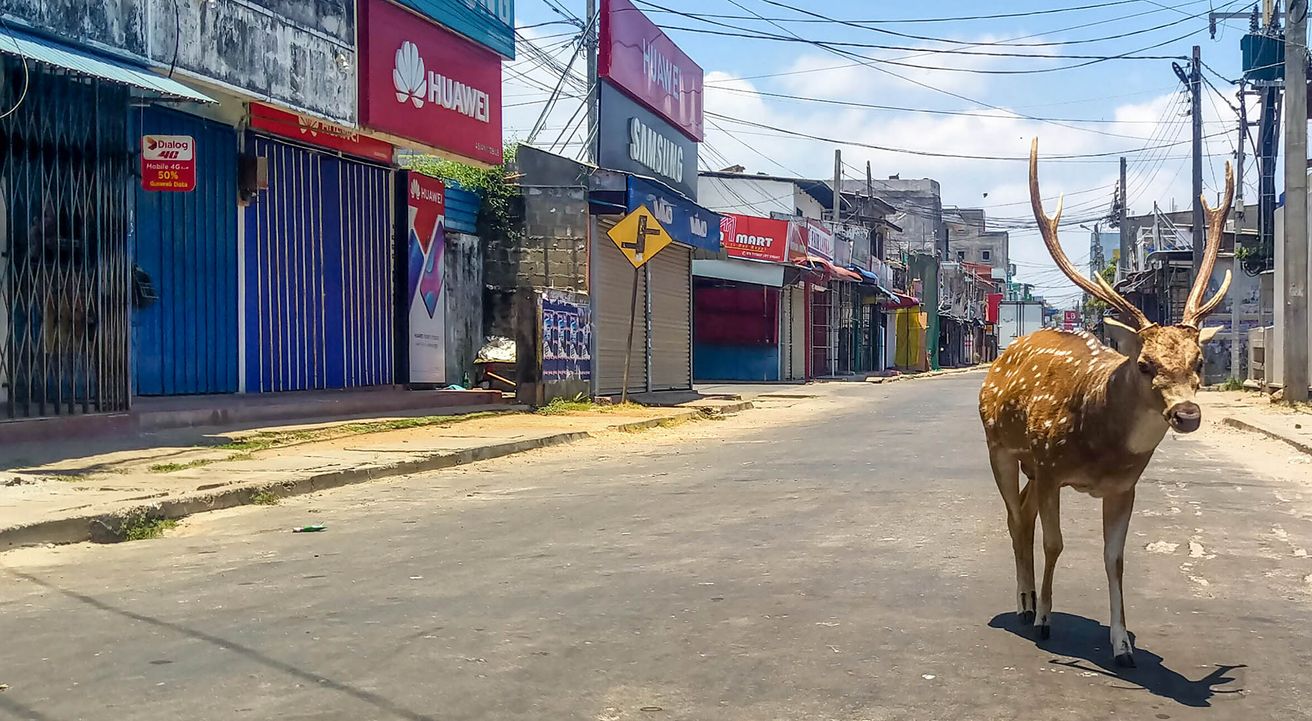 ¿Por qué los animales son los dueños del mundo?