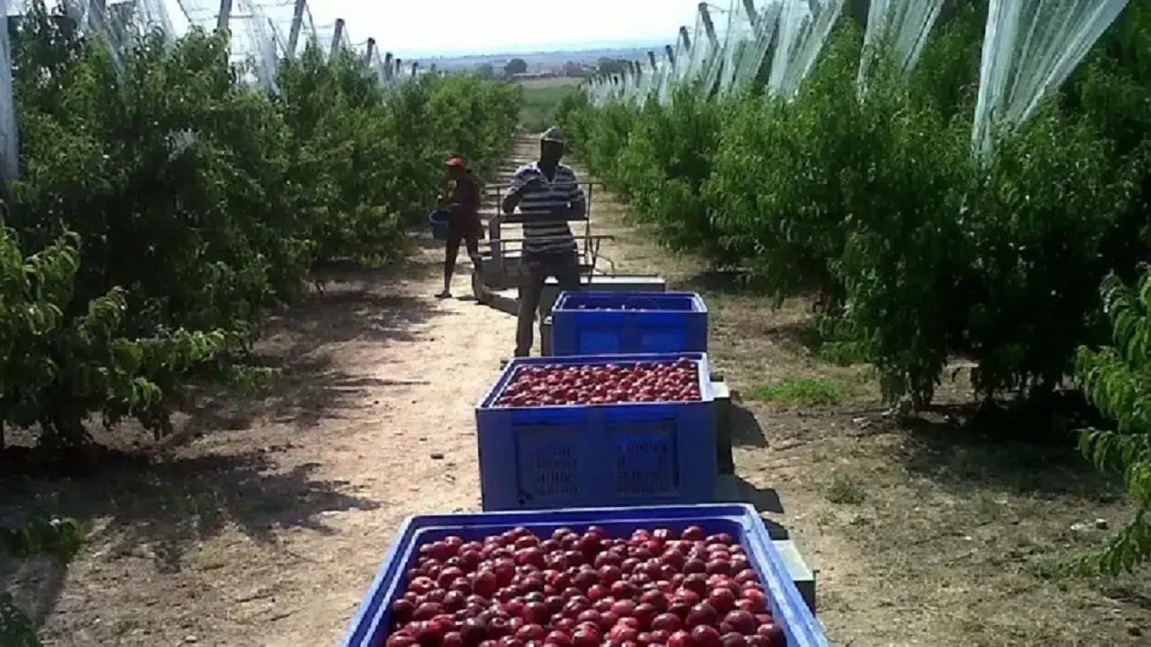 Según un relevamiento de CONINAGRO, de 19 actividades productivas, “9 están en rojo”