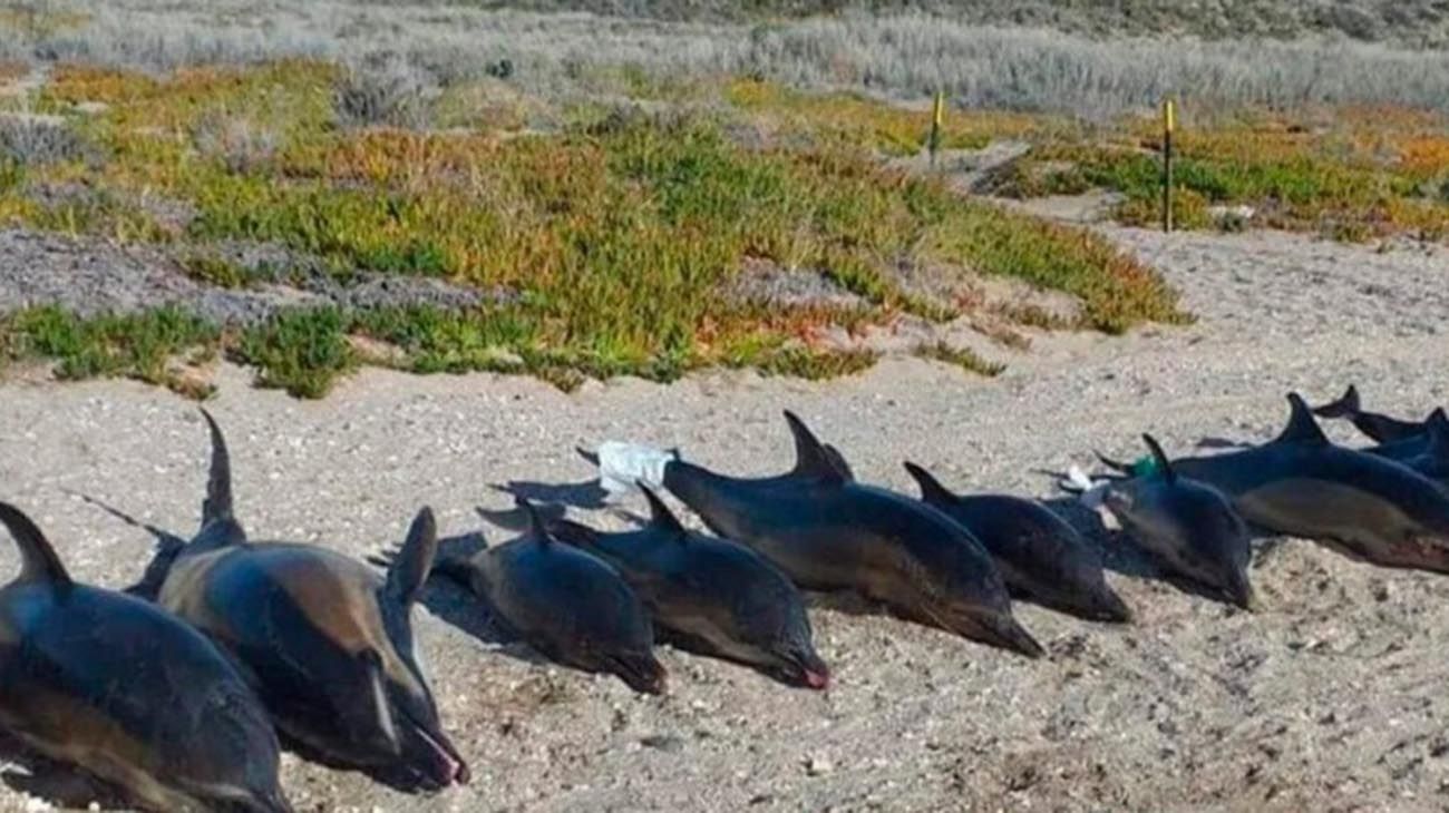 Río Negro: encuentran 15 delfines muertos en una playa