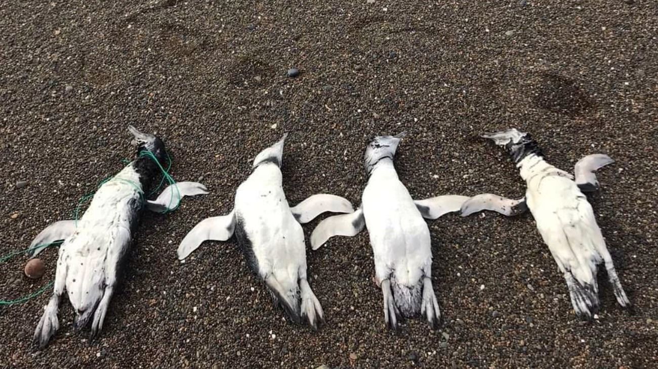 Chubut: hallan pingüinos muertos con signos de ahorcamiento con sogas
