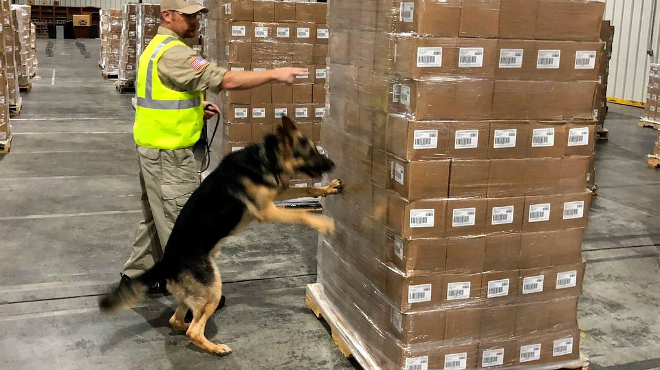 Aerolíneas estadounidenses tendrán más perros detectores de bombas