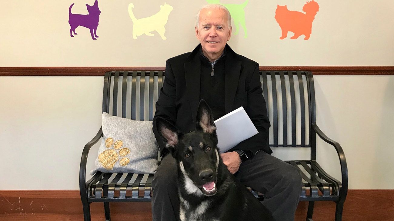 Los perros de Joe Biden, "Major" y "Champ" ya se mudaron a la Casa Blanca