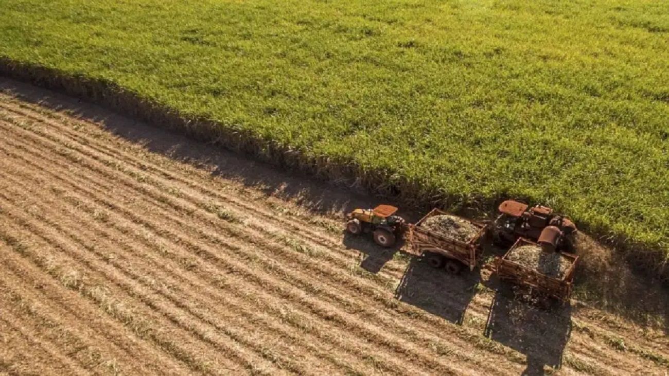 India: El sector agro argentino busca consolidar al país como "proveedor confiable de granos, aceites y alimentos"