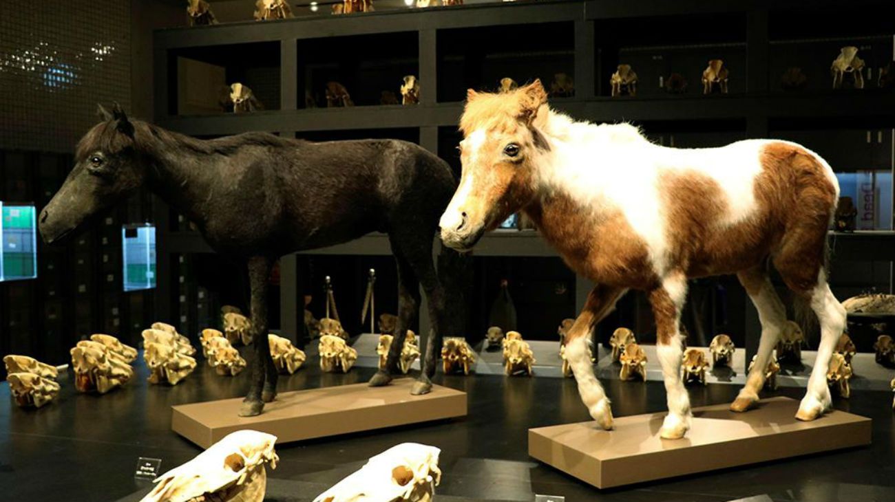 En Tokio exhiben dos caballos que el emperador Akihito recibió de Videla