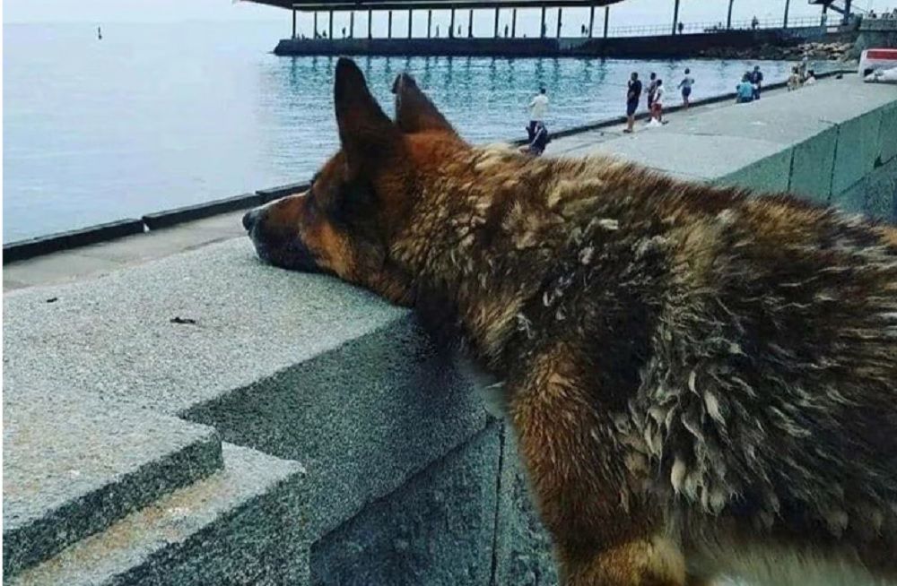 Murió “Hachiko de Crimea”, el perro que nunca perdió la esperanza de volver a ver a su dueño fallecido