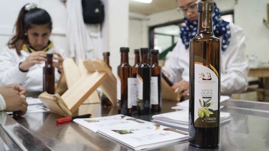 Nuevas medallas para aceites de oliva de la UNCUYO