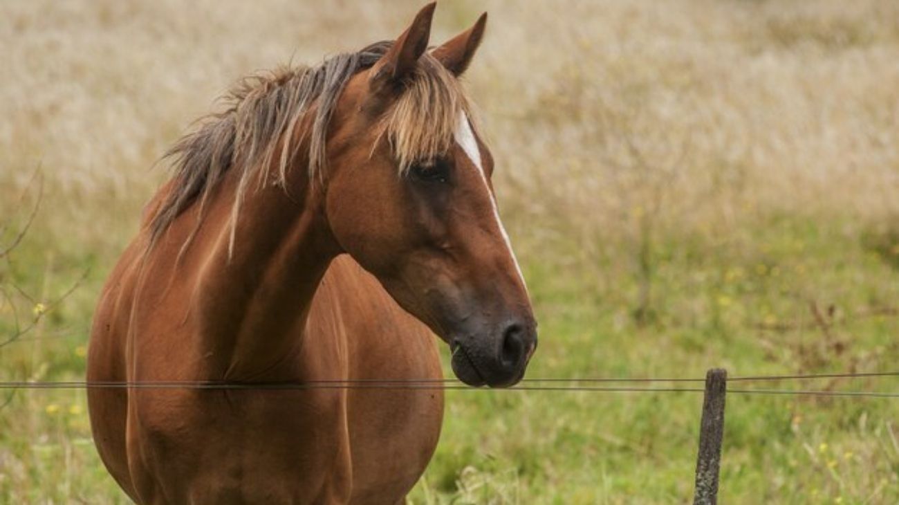 Hay más de 300 casos de encefalomielitis equina y se espera la vacuna