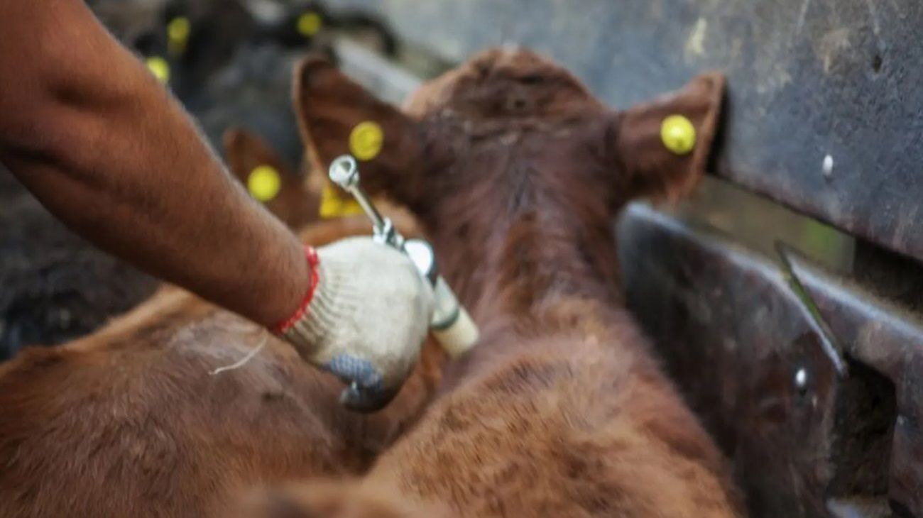Campo en alerta: SENASA intensifica los controles ante casos de fiebre aftosa