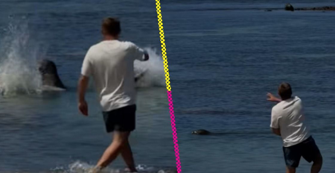 Turista atacó a una foca a "piedrazos"