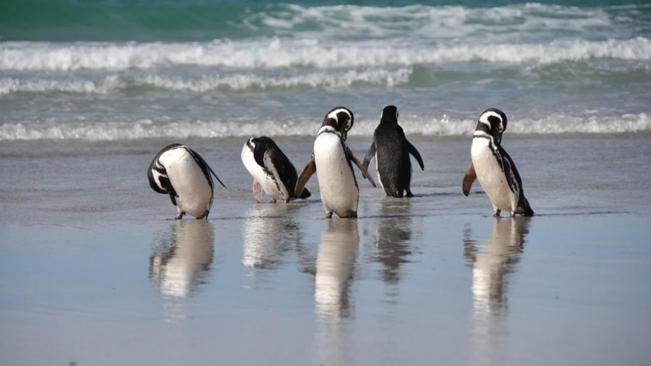 Todos los motivos detrás de las muertes de los Pingüinos en Argentina