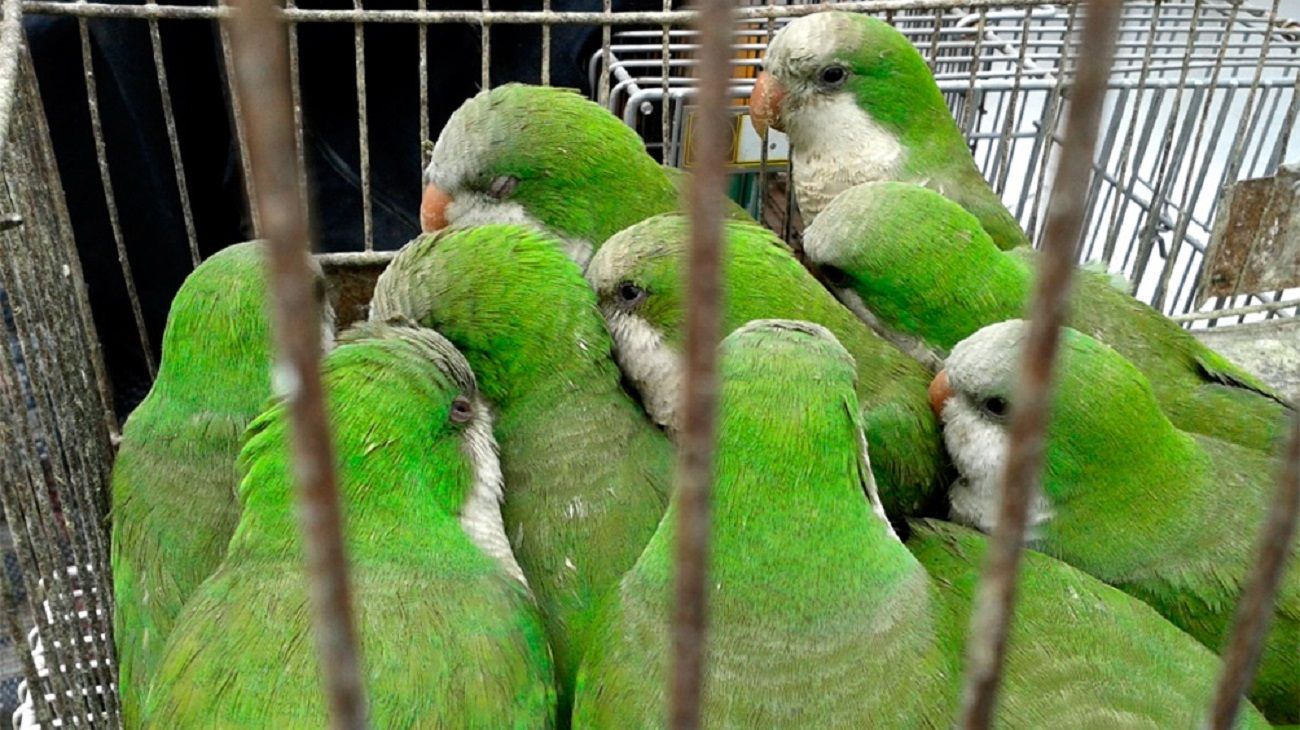 "Gripe del loro": qué es y cuáles son los cuidados necesarios evitar la psitacosis