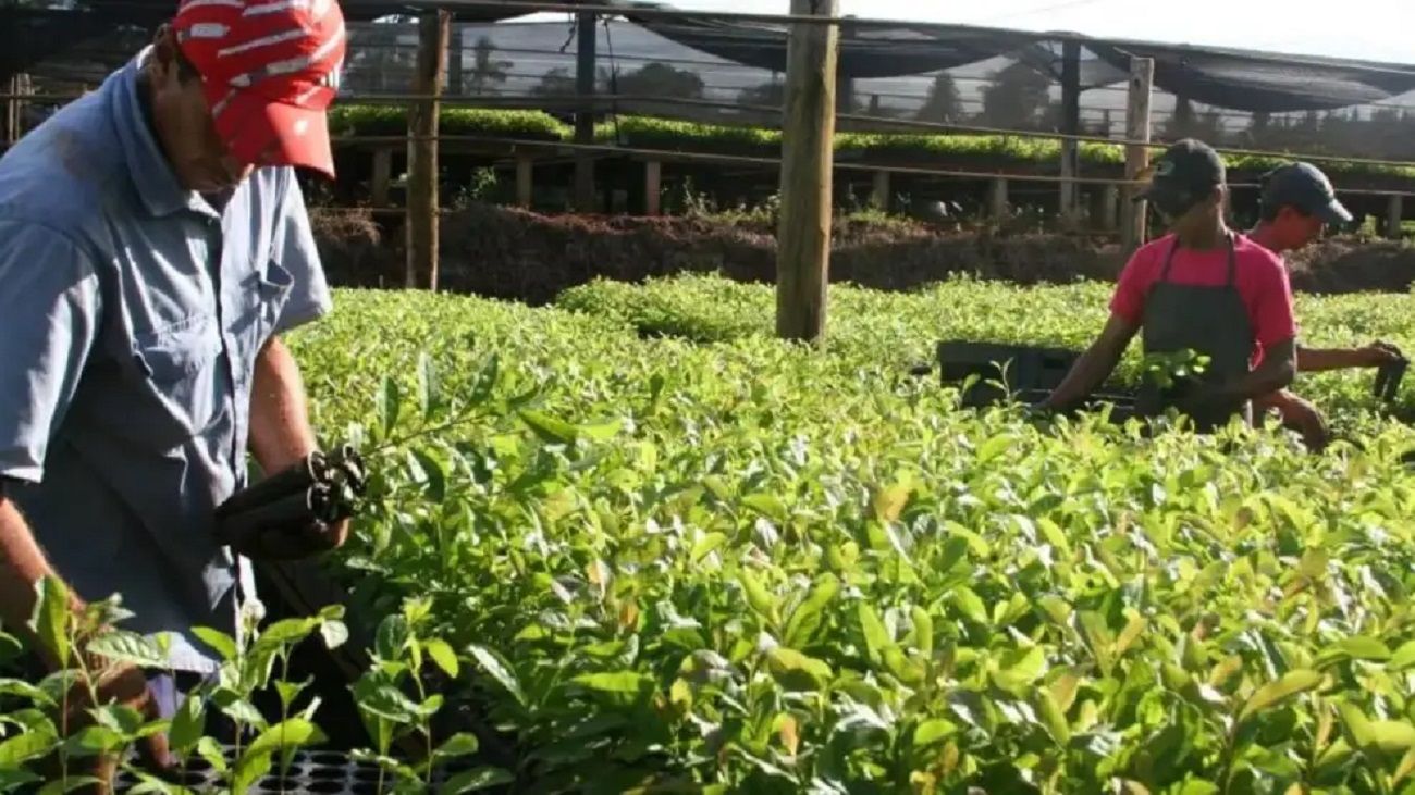 Desplome en el precio de la hoja verde: ”Más de 30.000 familias van a acusar el golpe de la baja de precios”