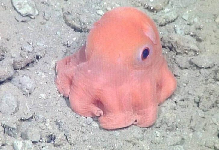 Científicos consideran a los pulpos como "extraterrestres" por su ADN