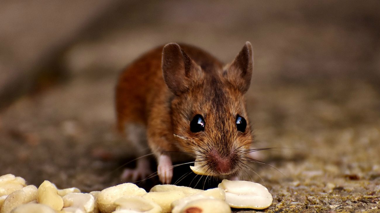 Pescaron a un ratón comiendo un crepe en un bar de Amsterdam