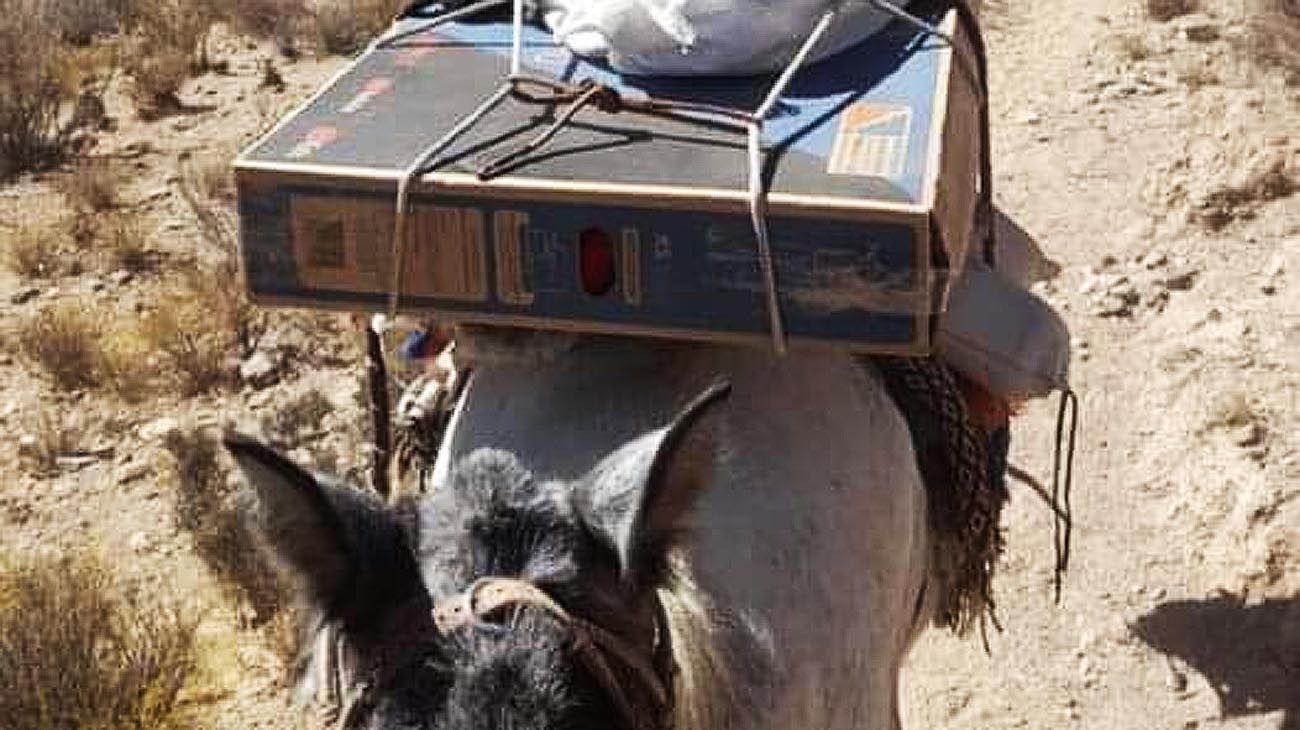 Salta: un intendente envió una TV en mula para que los niños puedan ver el Mundial
