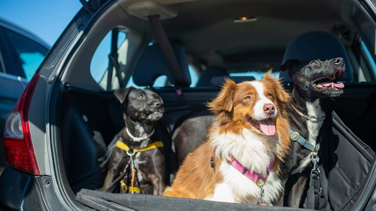 Llevar mascotas en el coche: qué indica la ley y cuáles son los errores más comunes
