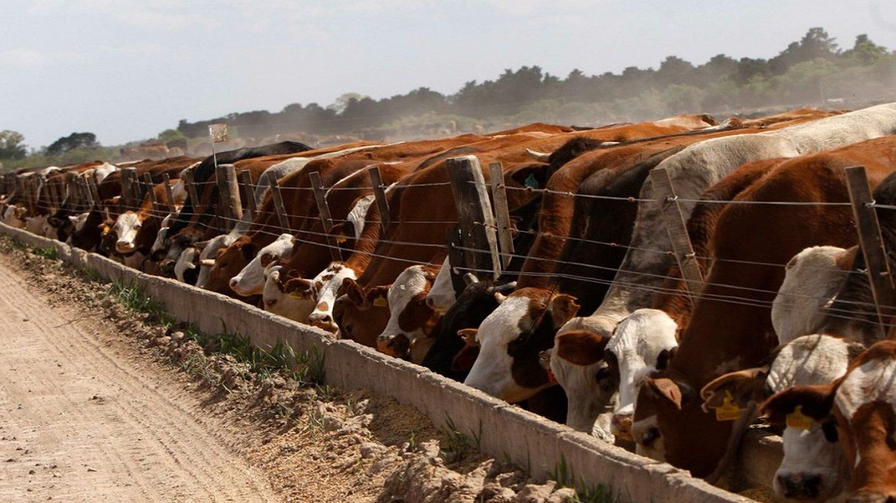 Sector ganadero: ¿Qué son y cómo afectarán los feedlots a los precios de la carne bovina?