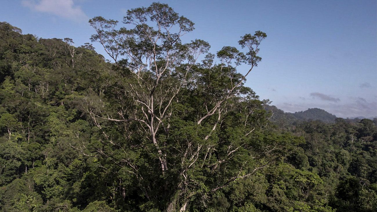 Brasil podría vender bonos para proteger la selva amazónica
