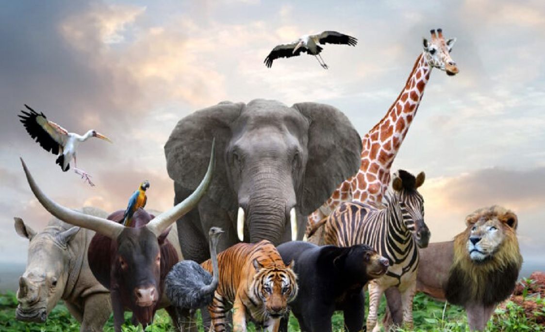 Día Mundial de los Animales: ¿por qué se celebra el 4 de octubre?