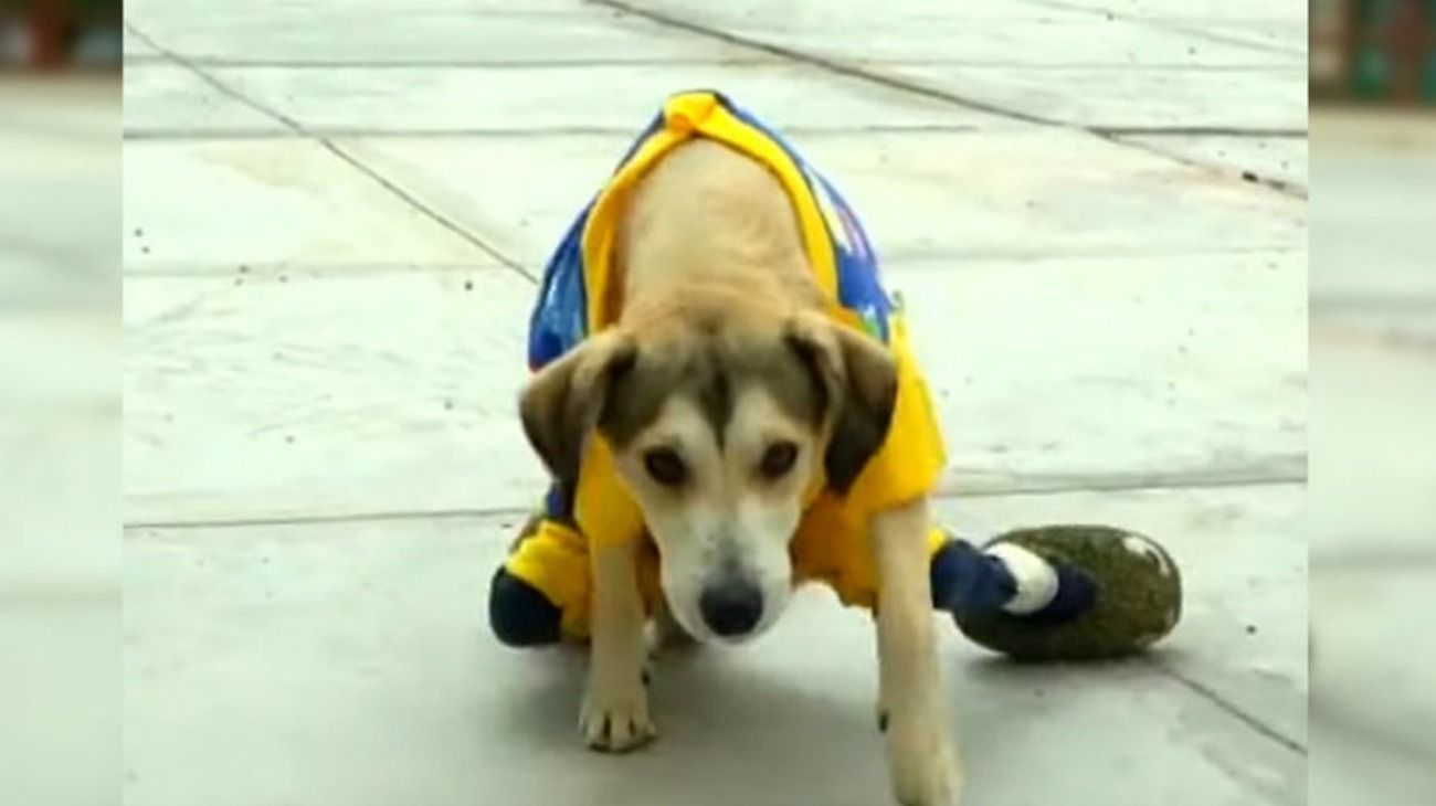 Le robaron la silla de ruedas a un perro discapacitado y su dueña organiza una rifa para comprarle otra