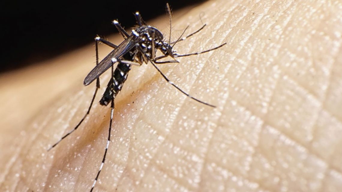 Dengue: las redes sociales alertan por riesgo de epidemia