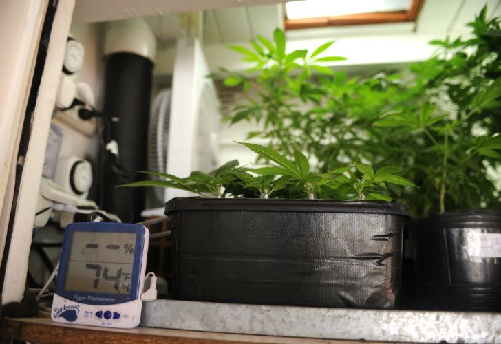 Marihuana en casa para combatir el narcotráfico