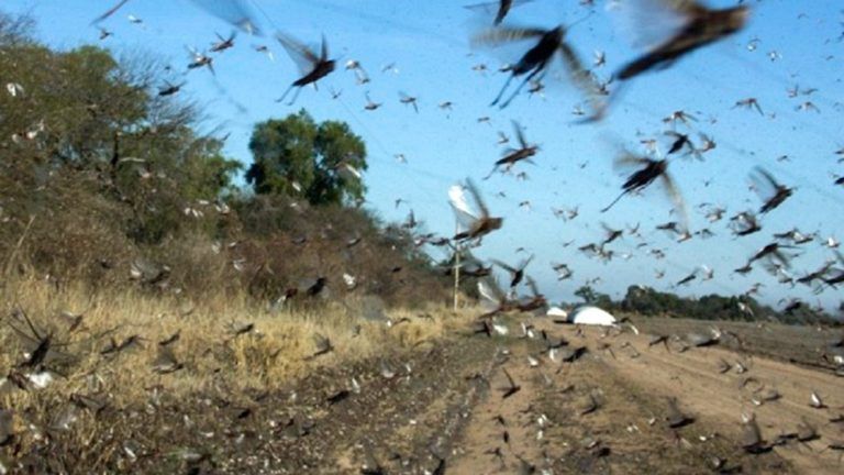 La importancia del avión en el combate de langostas, incendios y el cuidado de los cultivos