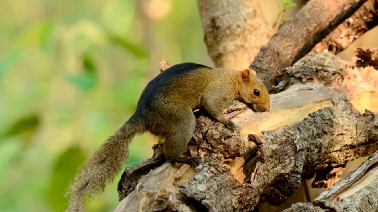 Alerta por una invasión de ardillas asiáticas con leptospirosis en el Conurbano