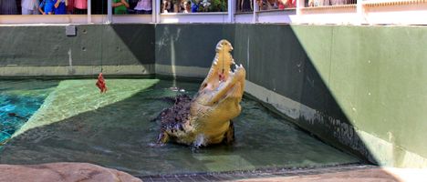 Un cocodrillo predice las elecciones en Australia