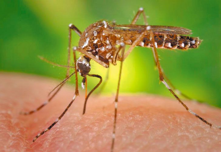 El Gobierno lanzó una alerta por el aumento de casos de dengue