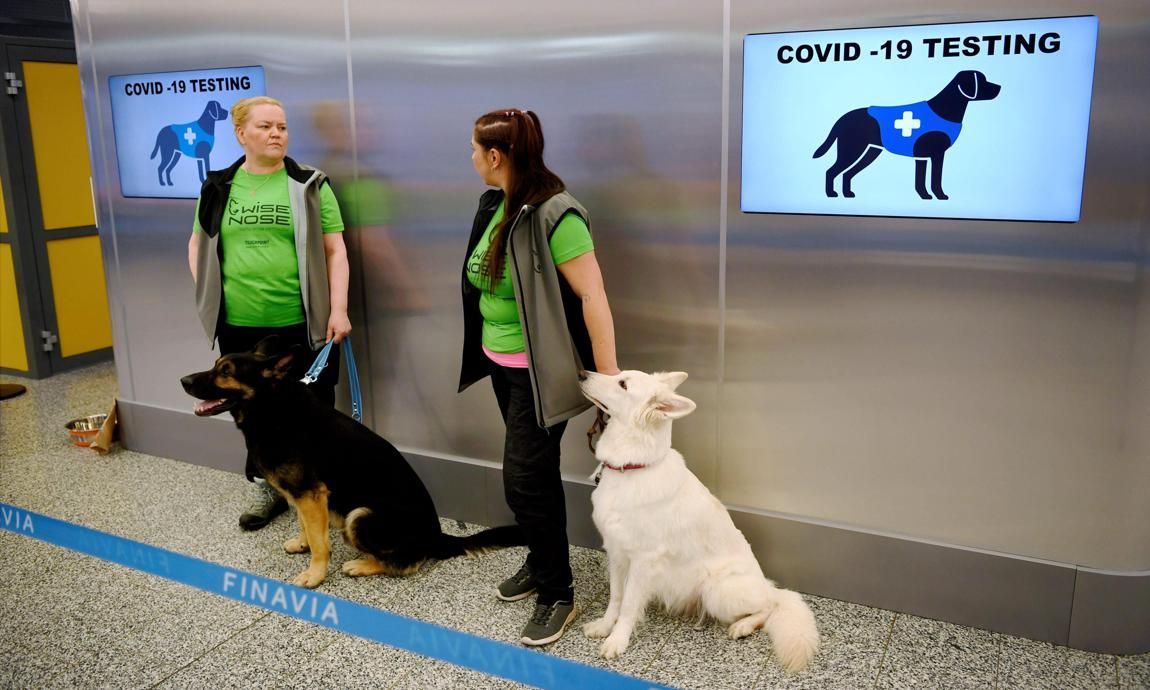 Los perros pueden detectan el covid con eficacia similar a examen PCR