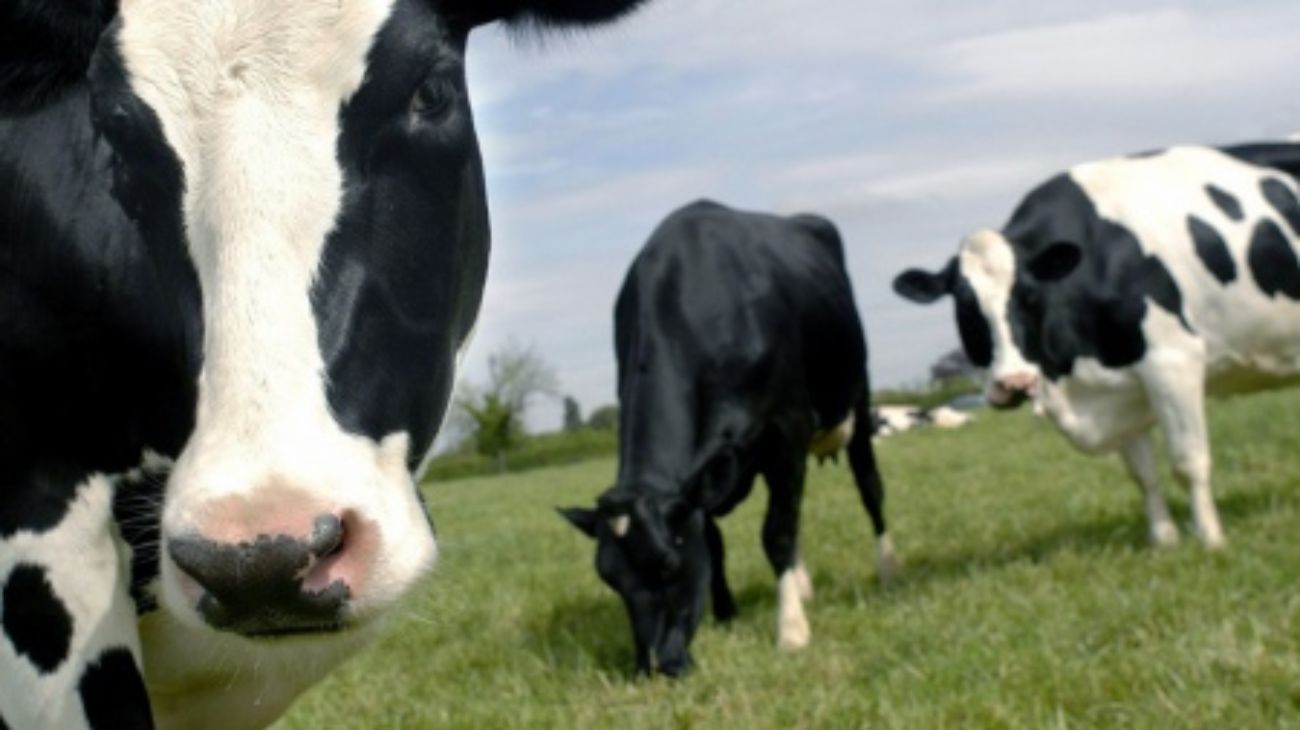 Rudnik: "El consumo de carne y leche es el más bajo de las últimas décadas"
