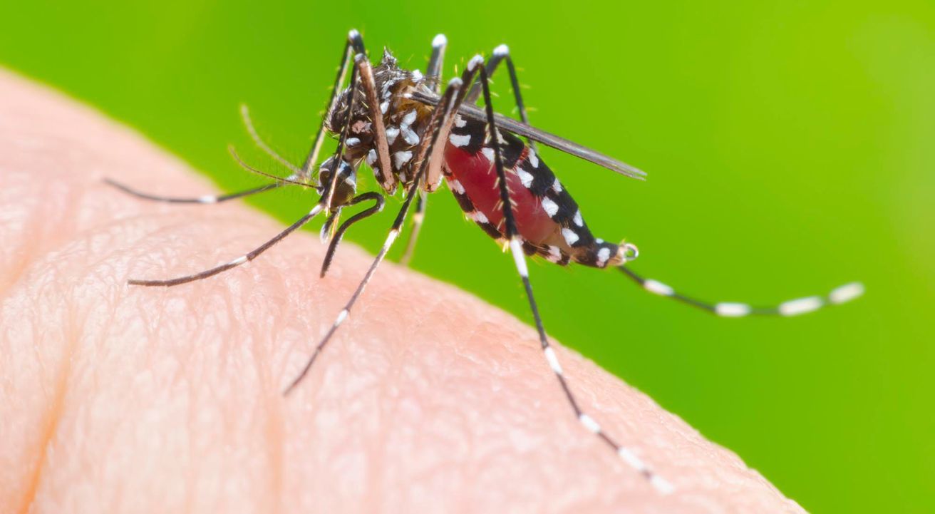 Se confirmaron 2492 casos de dengue en Argentina