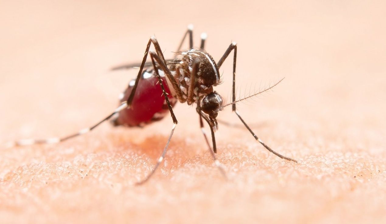 Qué es el dengue hemorrágico y cuáles son sus consecuencias