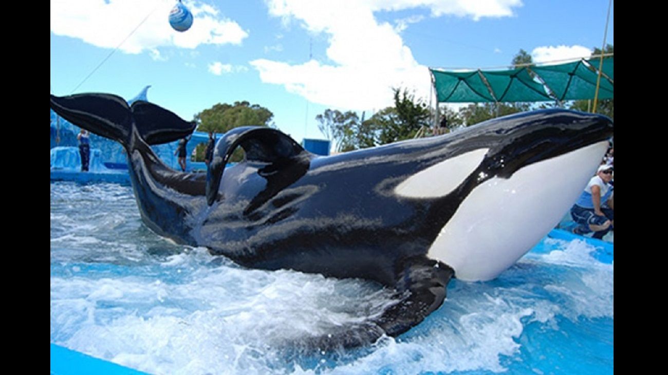 Piden mejores condiciones de vida para Kshamenk, la última orca en cautiverio de América Latina