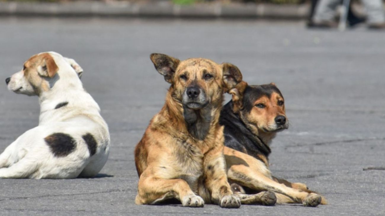 El país que quiere sacrificar al los perros callejeros si nadie los adopta