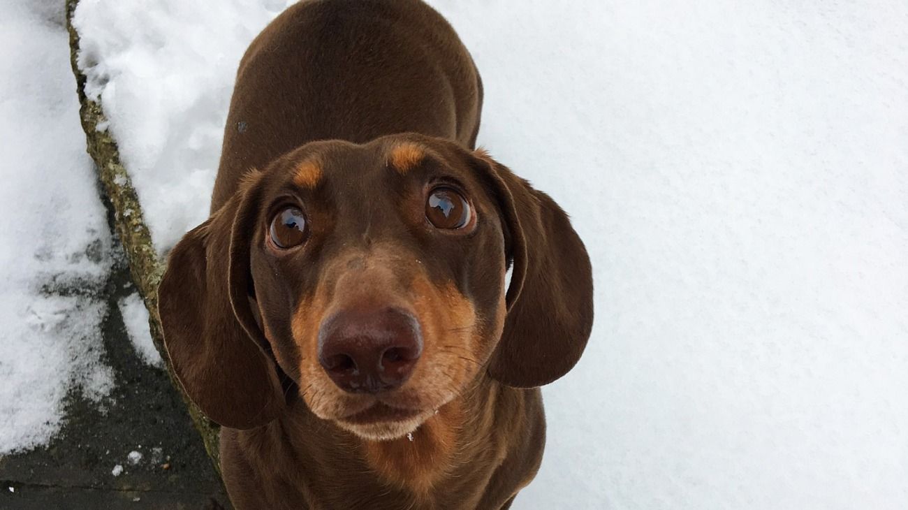 Un perro se esguinzó la cola de tanto moverla, feliz porque sus dueños están en casa todo el día
