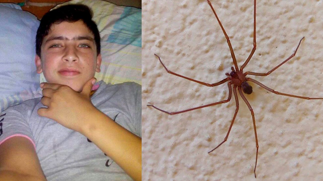 Un adolescente murió por la picadura de una araña "de rincón"