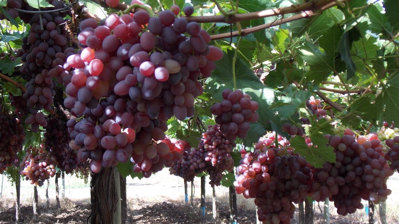 El INTA desarrolló 9 variedades de uvas de mesa sin semillas