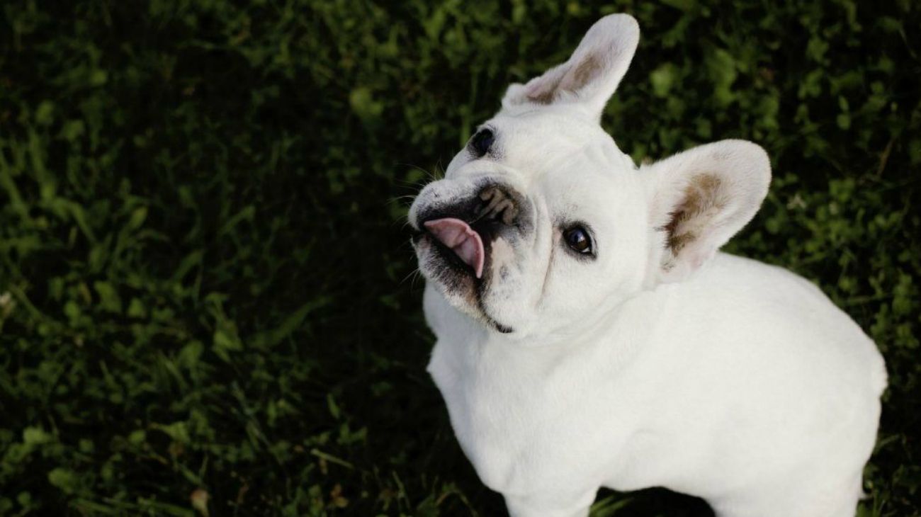 El perro que se enoja porque lo pusieron a dieta y le dicen "gordito"