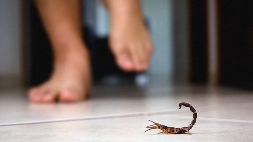 Explosión de alacranes en Córdoba: "No sabés el dolor", el relato de un conocido productor