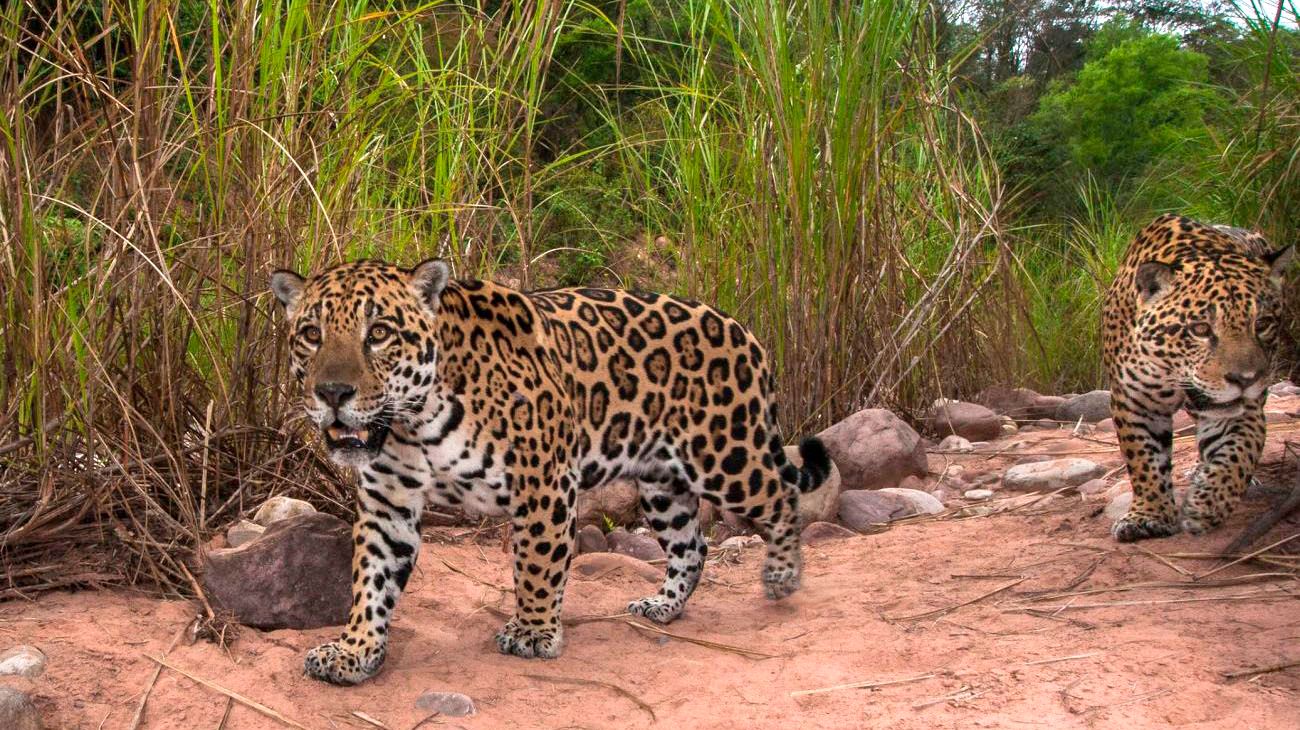 Una de cada cuatro especies de mamíferos de Argentina está amenazada