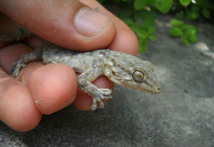 Invasión de lagartijas: miden hasta 13 cm pero son inofensivas