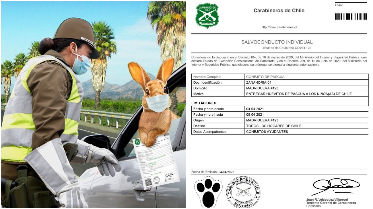 Dan un permiso de circulación especial al Conejo de Pascua