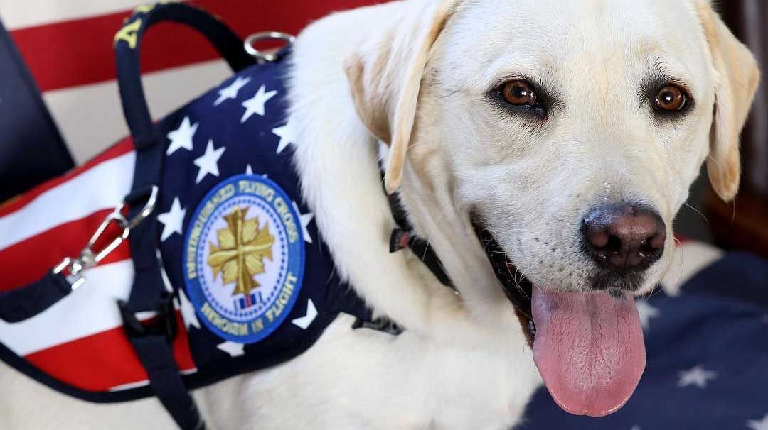 La foto del perro de Bush junto a su ataúd que conmueve a todos